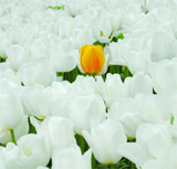 Çim... Çiçek... Ağaç Kenti İstanbul